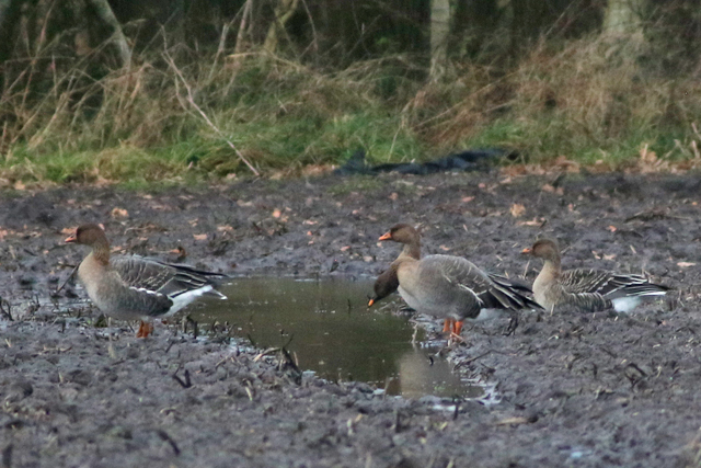 2 januari 2022, Toendrarietgans, Langelo_05