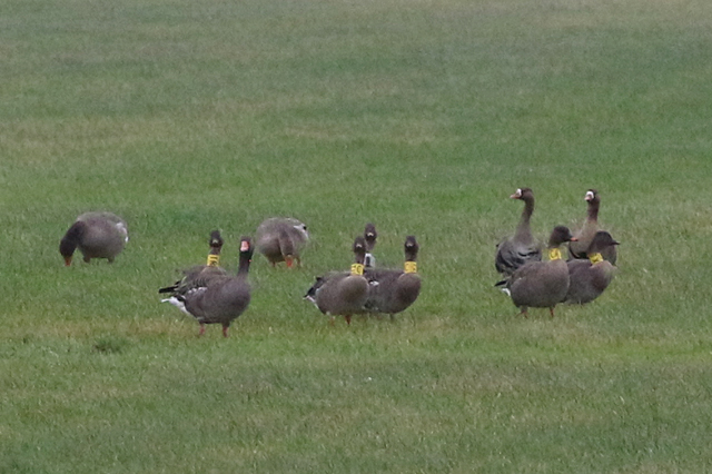 2 januari 2022, Toendrarietganzen, CTR-CTU-CTT-CTX-CTZ-Zender_Langelo