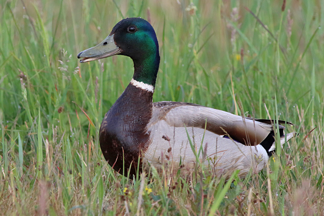 20 mei 2022, Wilde Eend, Lauwersmeer