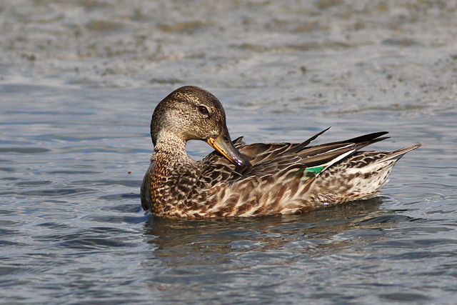 22 september 2023, Wintertaling, Ezumakeeg