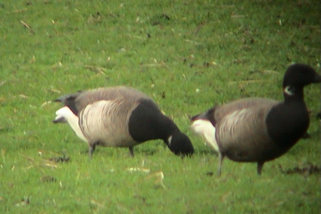 8 mei 2004, Witbuikrotgans, Schiermonnikoog