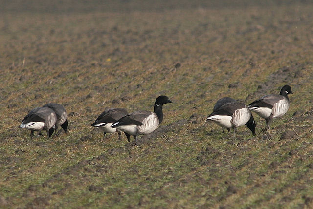 7 februari 2010, Witbuikrotgans, Paessens