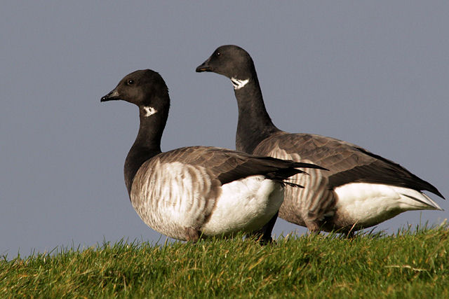 3 januari 2013, Witbuikrotgans, Lauwersmeer
