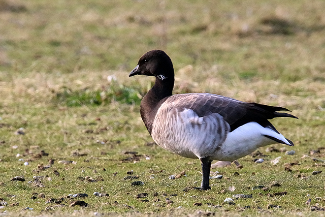 3 mei 2015, Witbuikrotgans, Vlieland