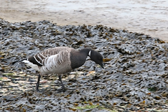 2 januari 2016, Witbuikrotgans, Brouwersdam