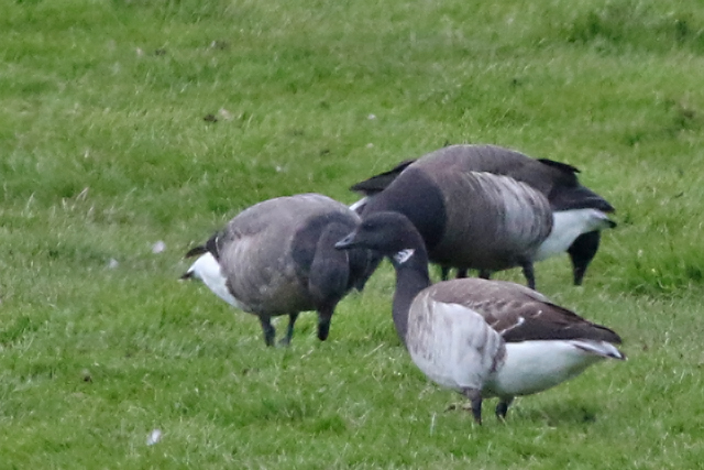 29 april 2017, Witbuikrotgans, Texel