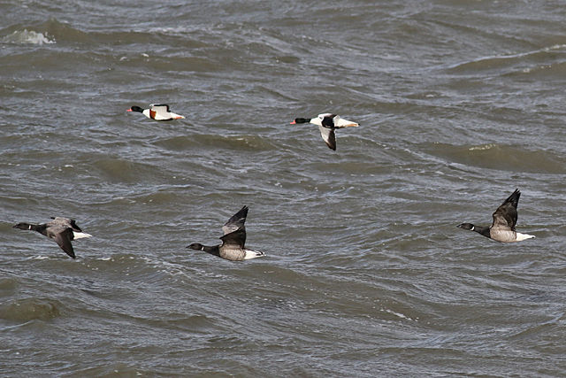 29 oktober 2017, Witbuikrotgans, Lauwersoog