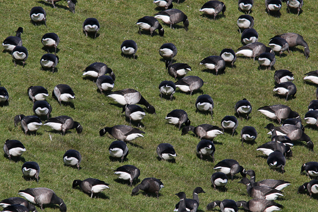 26 februari 2018, Witbuikrotgans, Nes
