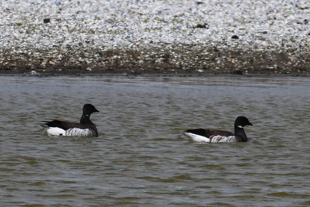 7 mei 2021, Witbuikrotganzen, Texel