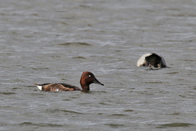 14 mei 2016, Witoogeend, Ezumakeeg