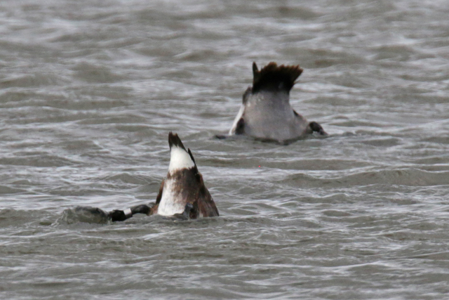 14 mei 2016, Witoogeend, Ezumakeeg_02