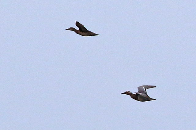 14 mei 2022, Zomertalingen, Onnerpolder