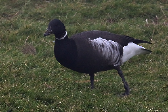 1 februari 2015, Zwarte Rotgans, Lauwersoog_1