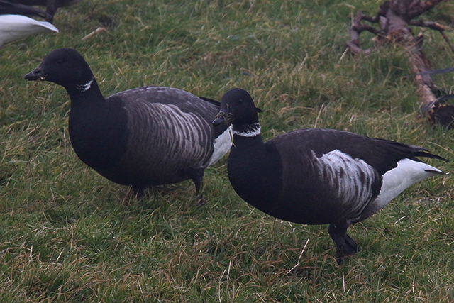 1 februari 2015, Zwarte Rotgans, Lauwersoog_2