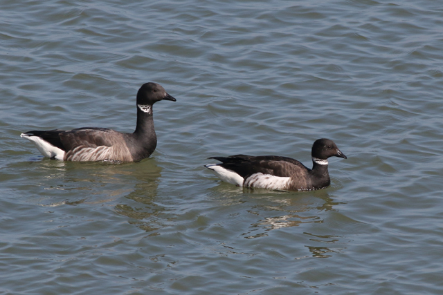 9 april 2017, Zwarte Rotgans, Lauwersoog
