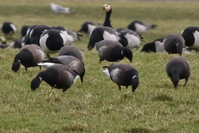 20180128 Zwarte Rotgans Ezumazijl