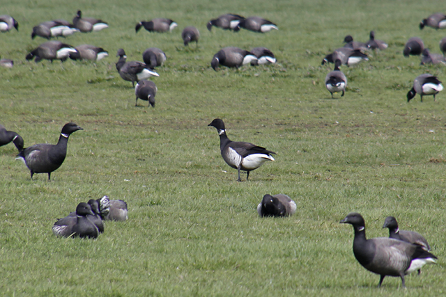 1 mei 2020, Zwarte Rotgans, Texel-De Schans_01