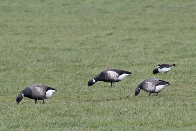 1 mei 2020, Zwarte Rotgans, Texel-De Schans_02