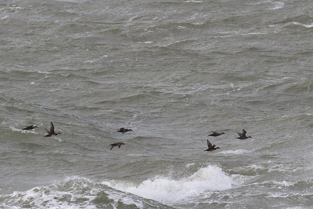 22 oktober 2021, Zwarte Zeeeenden, Den Helder