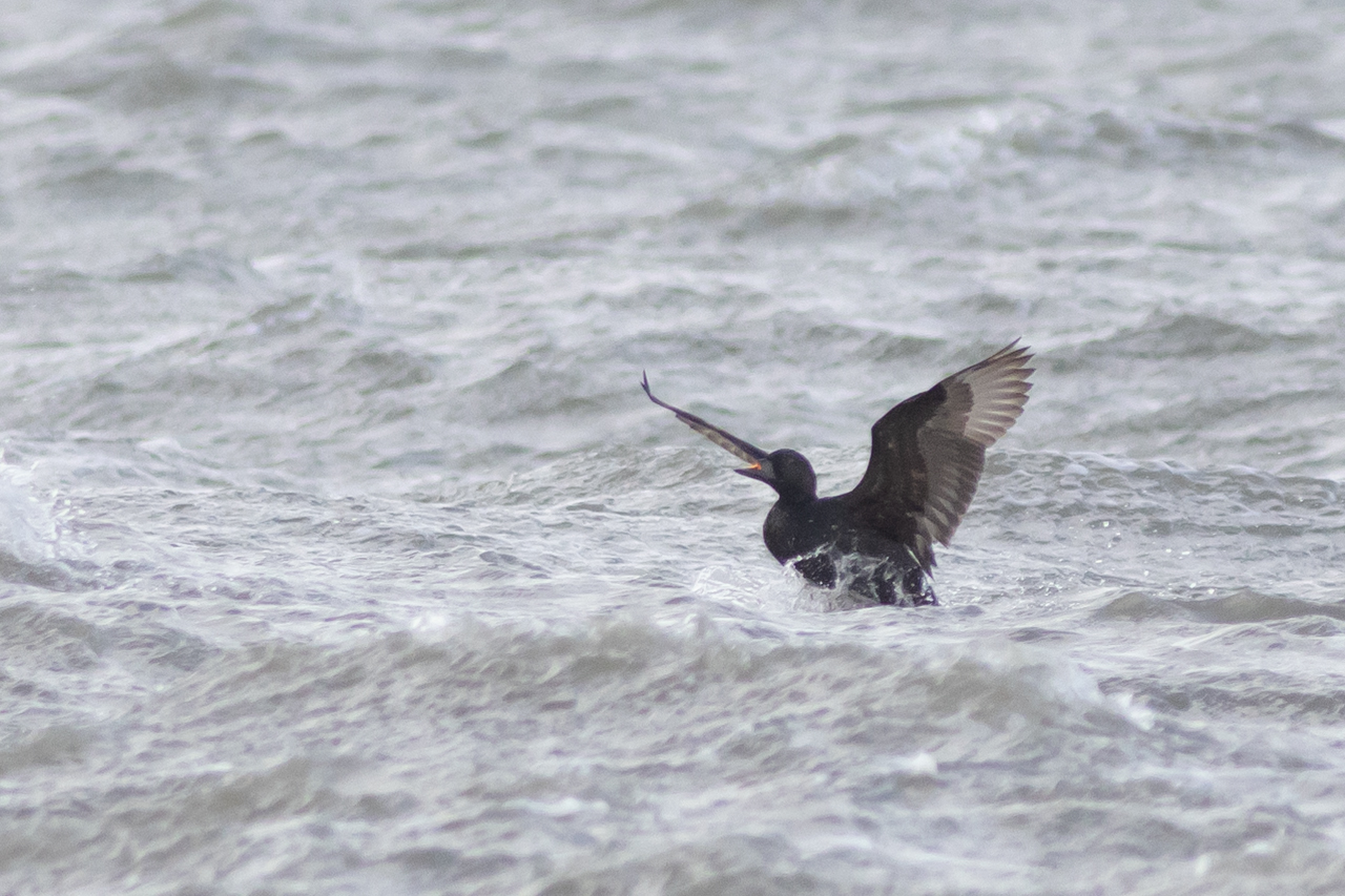 26 oktober 2025, Zwarte Zeeeend, Lauwersoog