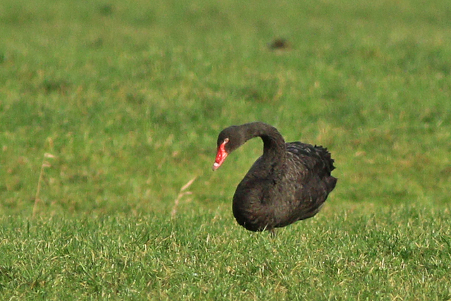 13 januari 2024, Zwarte Zwaan, Oosthem