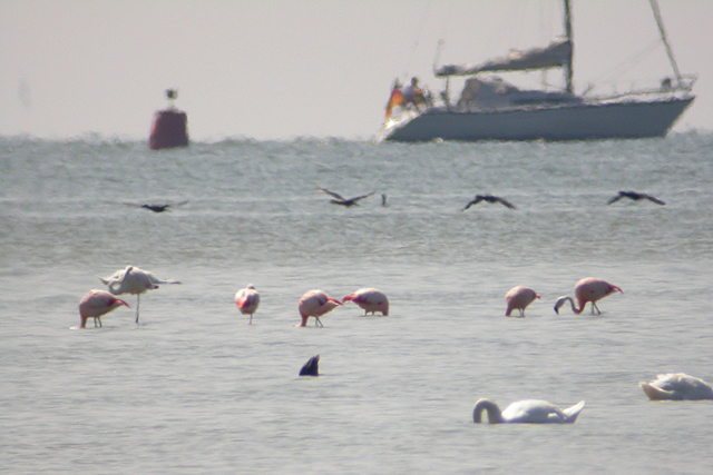 28 juli 2004, Flamingo