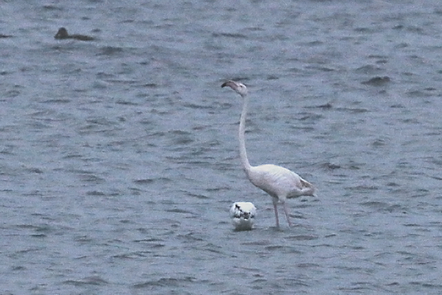 2 januari 2016, Flamingo, Battenoord_02