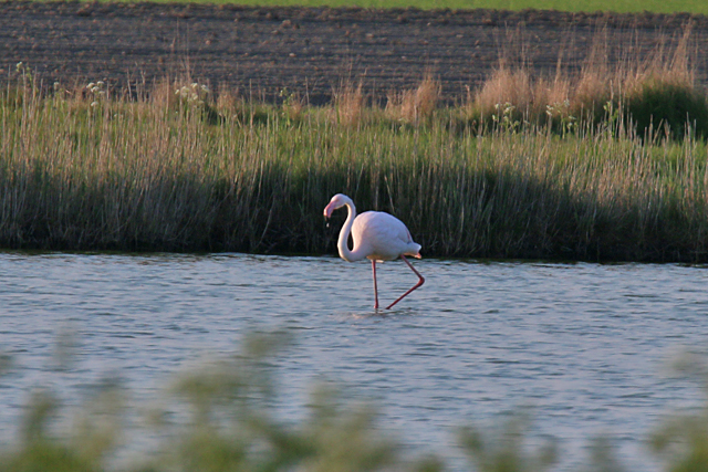 26 april 2020, Flamingo, Texel