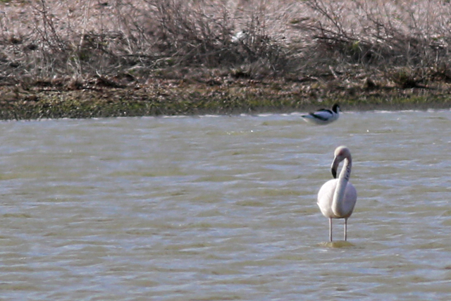 23 april 2021, Flamingo, Termunten