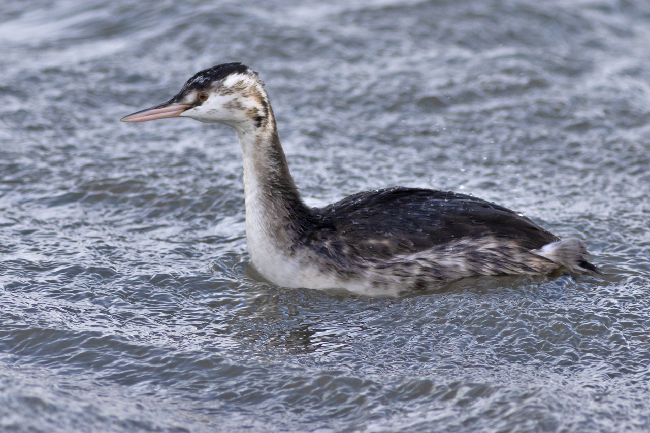 26 oktober 2025, Fuut, Lauwersoog