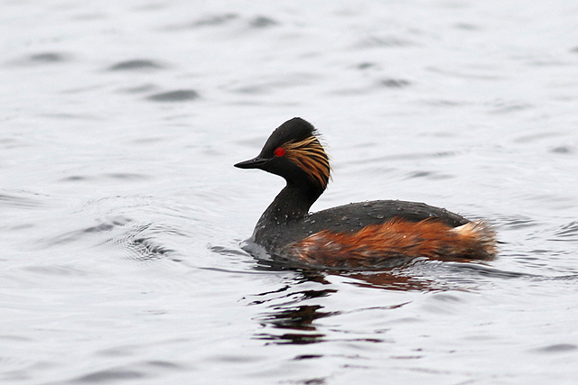 10 april 2021, Geoorde Fuut, Dwingelderveld