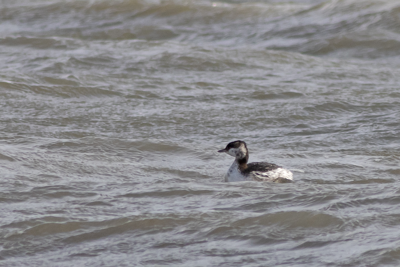 26 oktober 2025, Kuifduiker, Lauwersoog