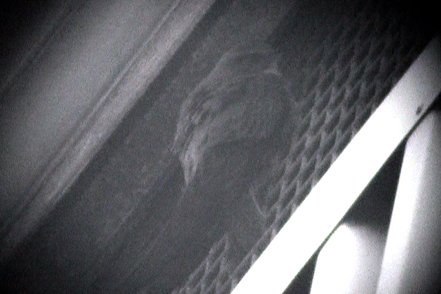 17 november 2002, Alpengierzwaluw, Wageningen_03