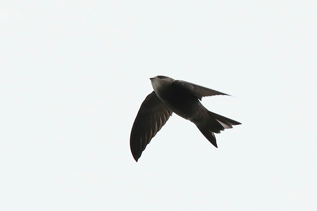 8 november 2015, Vale-Gierzwaluw, IJmuiden_3