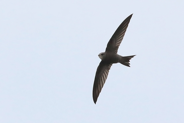 8 november 2015, Vale-Gierzwaluw, IJmuiden_4