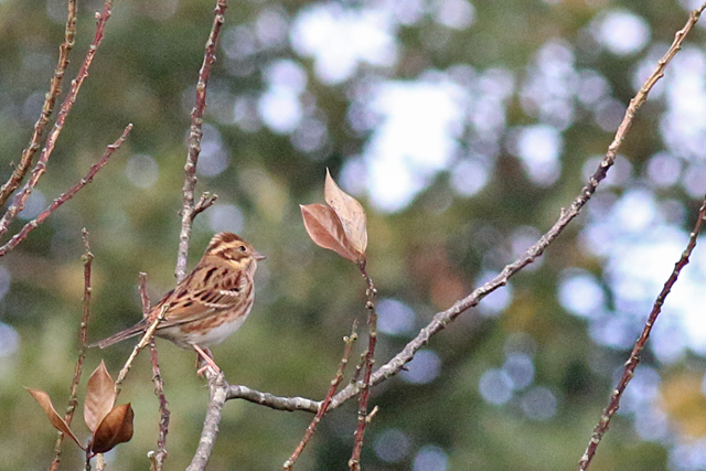 28 september 2019, Bosgors, Noordwijkerhout_02