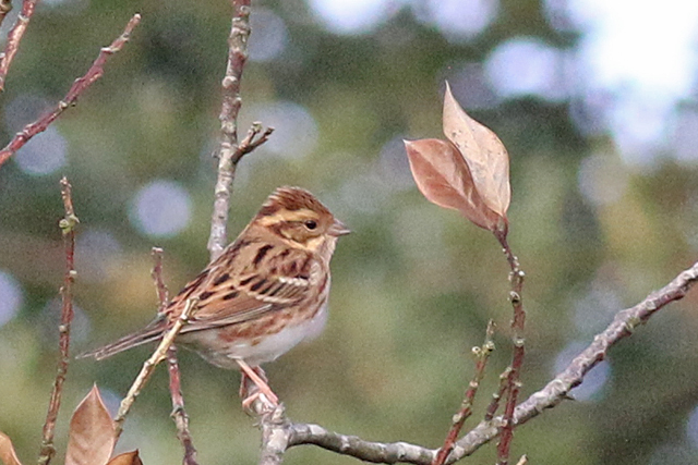 28 september 2019, Bosgors, Noordwijkerhout_03