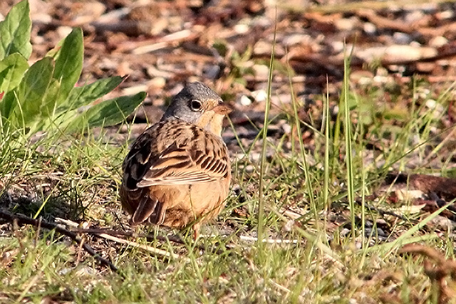 5 mei 2013, Bruinkeelortolaan, lauwersoog_2