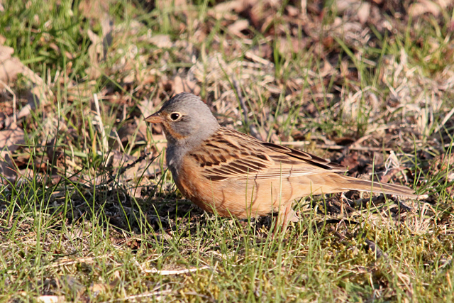 5 mei 2013, Bruinkeelortolaan, lauwersoog_3