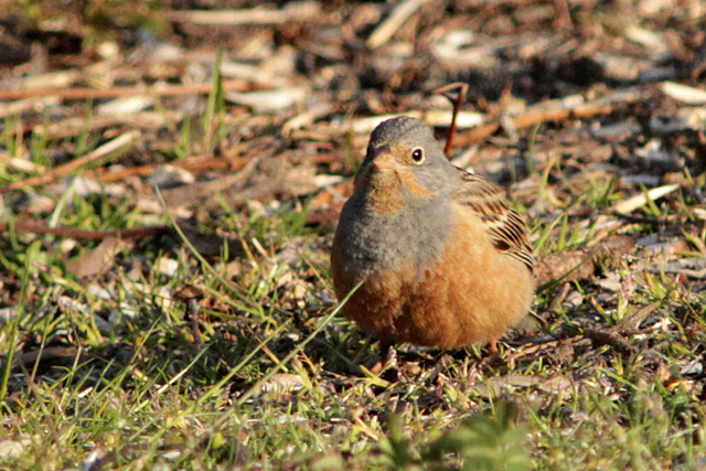 5 mei 2013, Bruinkeelortolaan, lauwersoog_4