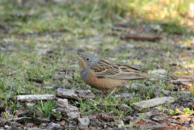 5 mei 2013, Bruinkeelortolaan, lauwersoog_5