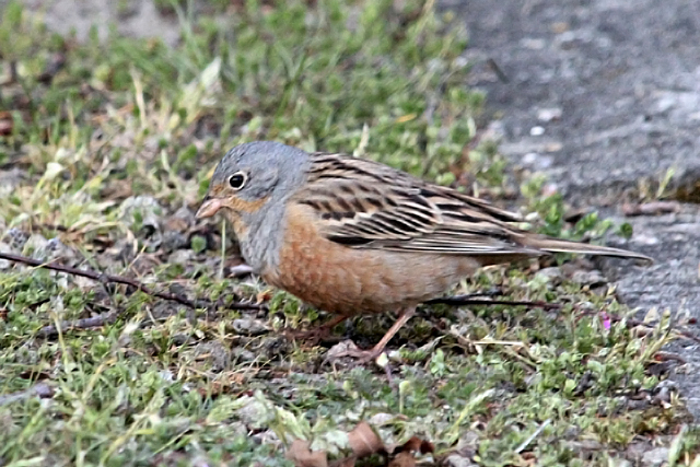 5 mei 2013, Bruinkeelortolaan, lauwersoog_7