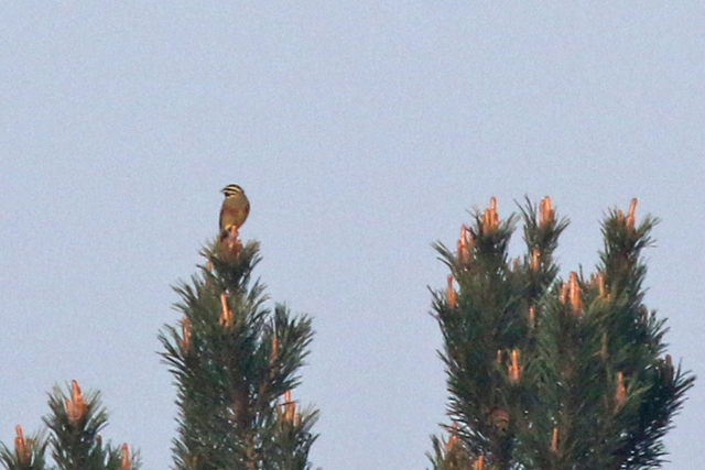 21 april 2018, Cirlgors, Budel