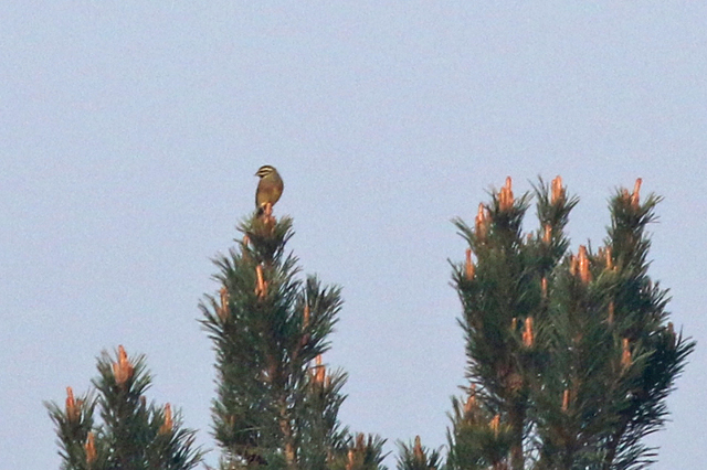 21 april 2018, Cirlgors, Budel_02