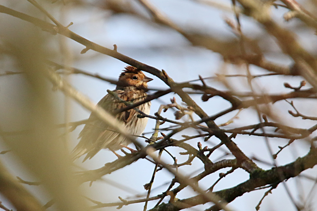 28 januari 2016, Dwerggors, Wijnjeterperschar
