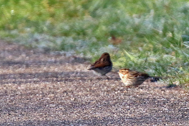 28 januari 2016, Dwerggors, Wijnjeterperschar_02