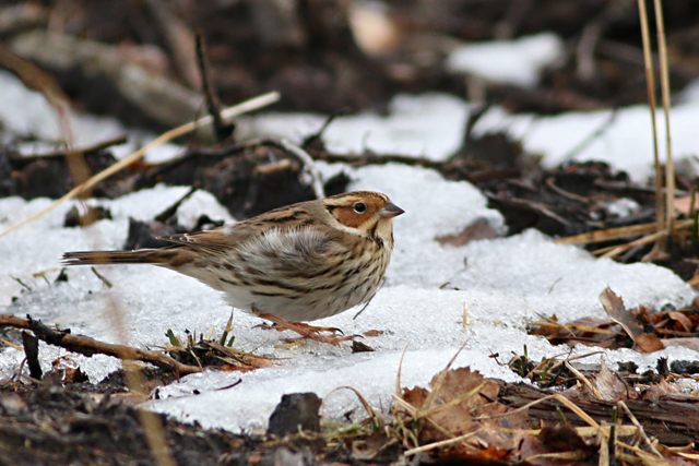 28 januari 2017, Dwerggors, Ganzenpoel_01