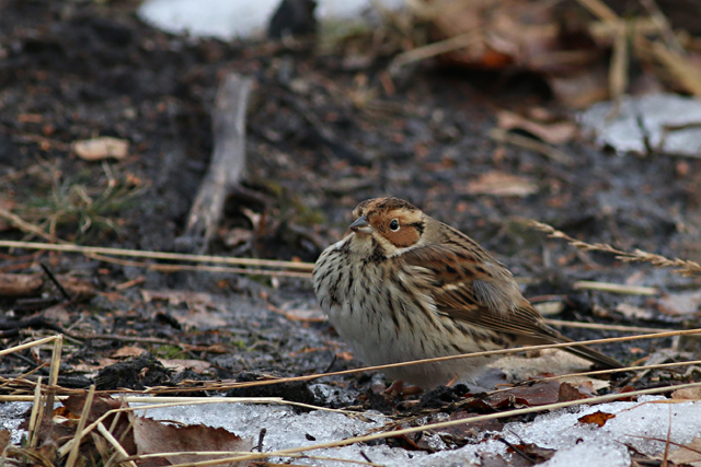 28 januari 2017, Dwerggors, Ganzenpoel_02