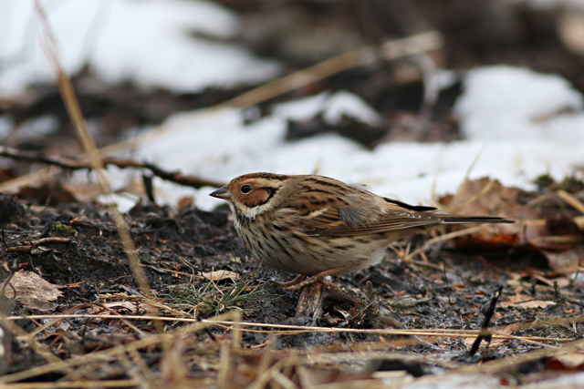 28 januari 2017, Dwerggors, Ganzenpoel_03