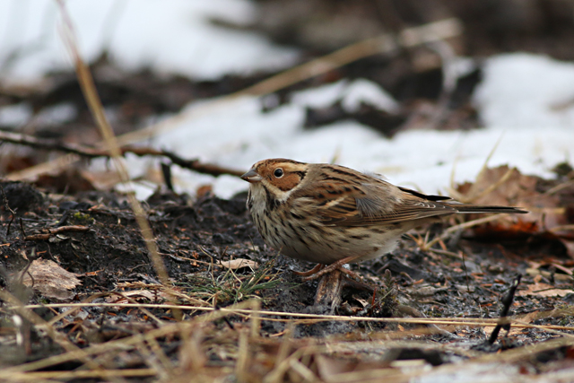 28 januari 2017, Dwerggors, Ganzenpoel_04